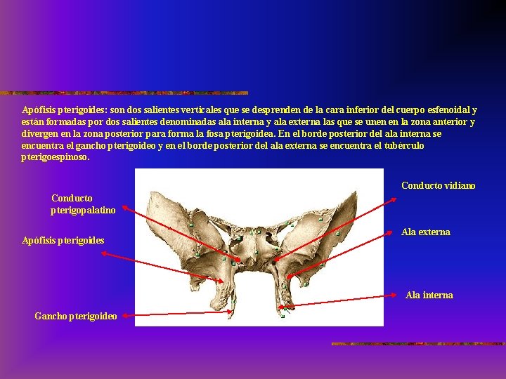 Apófisis pterigoides: son dos salientes verticales que se desprenden de la cara inferior del
