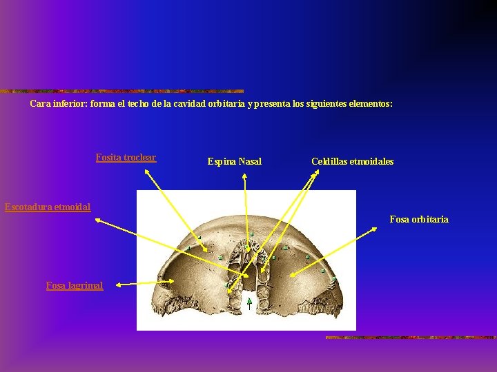 Cara inferior: forma el techo de la cavidad orbitaria y presenta los siguientes elementos: