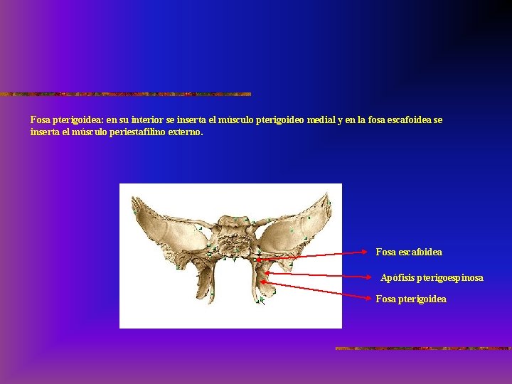Fosa pterigoidea: en su interior se inserta el músculo pterigoideo medial y en la