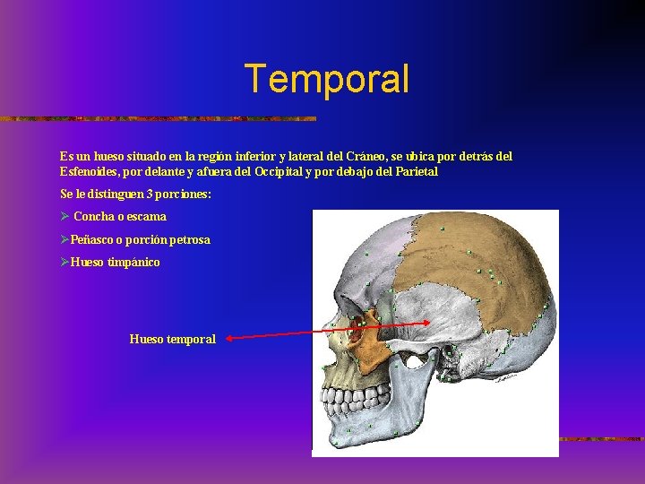 Temporal Es un hueso situado en la región inferior y lateral del Cráneo, se
