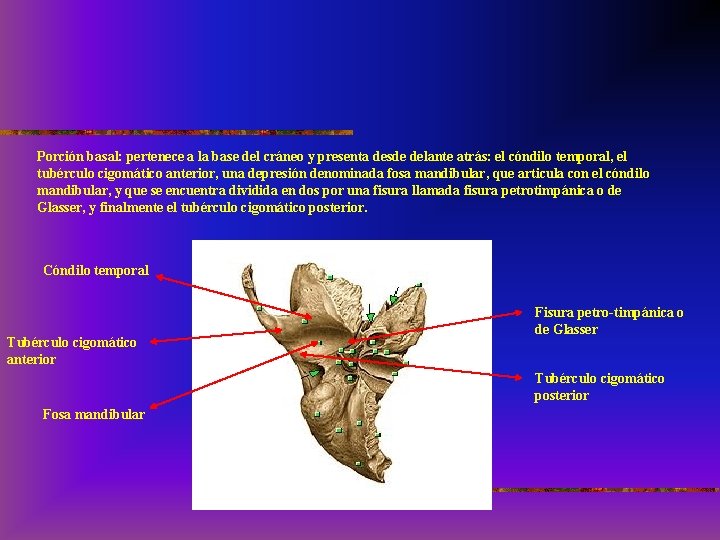 Porción basal: pertenece a la base del cráneo y presenta desde delante atrás: el