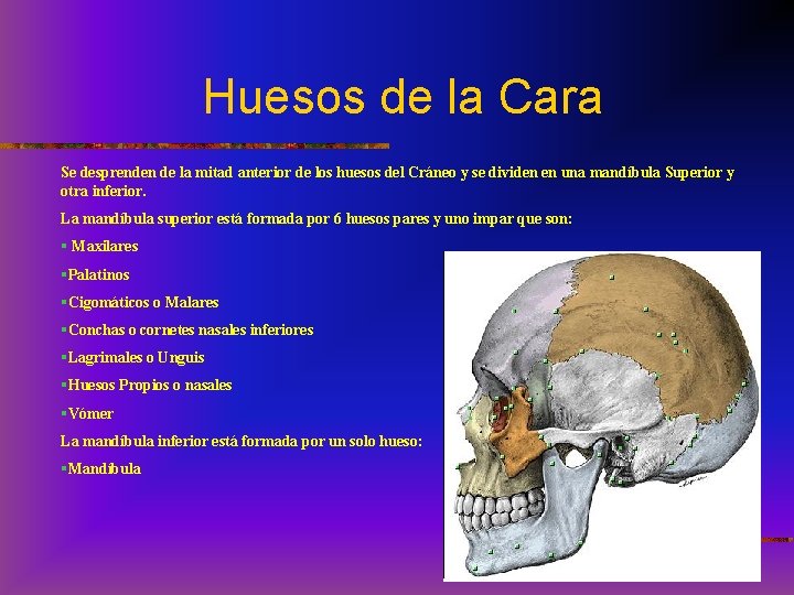 Huesos de la Cara Se desprenden de la mitad anterior de los huesos del