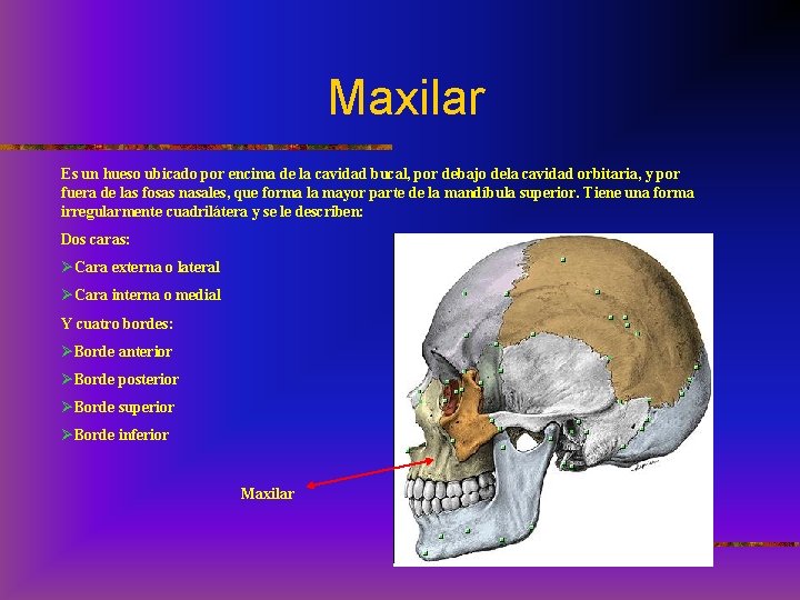 Maxilar Es un hueso ubicado por encima de la cavidad bucal, por debajo dela