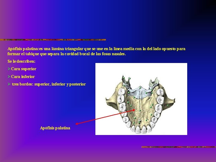 Apófisis palatina: es una lámina triangular que se une en la línea media con
