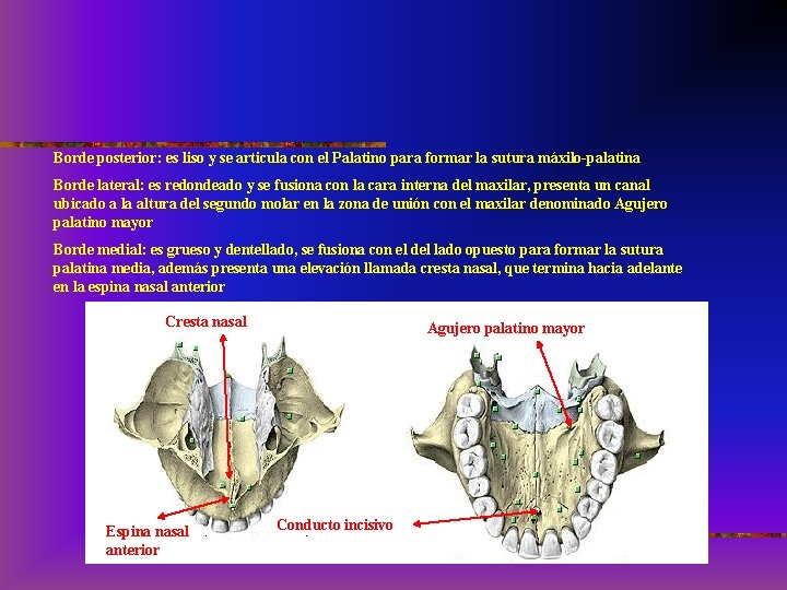 Borde posterior: es liso y se articula con el Palatino para formar la sutura