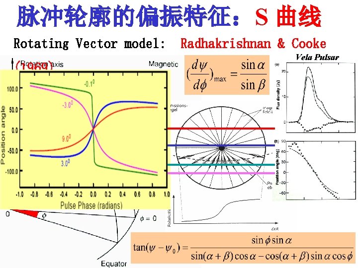 脉冲轮廓的偏振特征：S 曲线 Rotating Vector model: Radhakrishnan & Cooke Vela Pulsar (1969) α β 