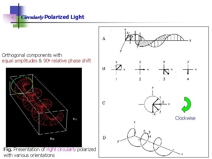 n Circularly Polarized Light Orthogonal components with equal amplitudes & 90 o relative phase