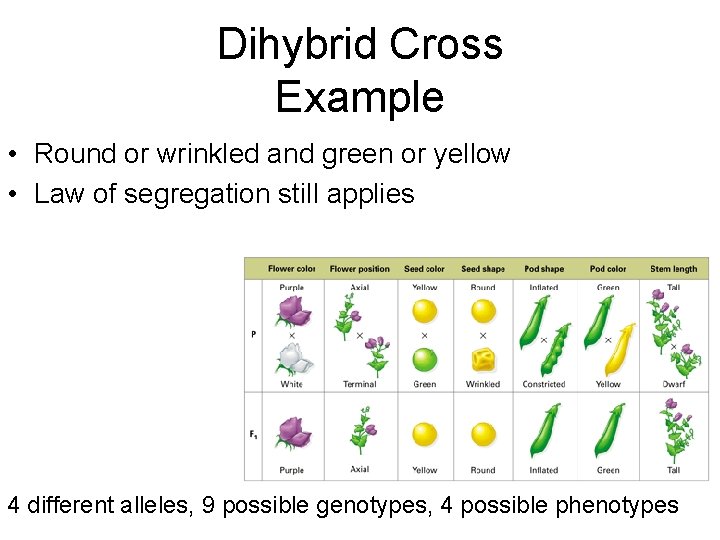 Dihybrid Cross Example • Round or wrinkled and green or yellow • Law of