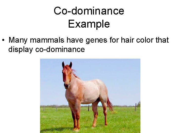 Co-dominance Example • Many mammals have genes for hair color that display co-dominance 