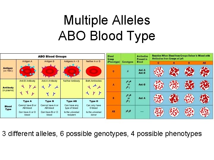 Multiple Alleles ABO Blood Type 3 different alleles, 6 possible genotypes, 4 possible phenotypes