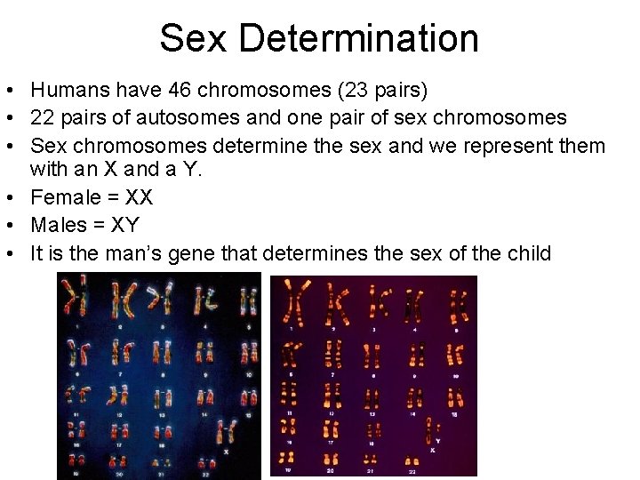 Sex Determination • Humans have 46 chromosomes (23 pairs) • 22 pairs of autosomes