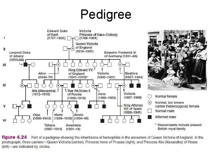 Pedigree 