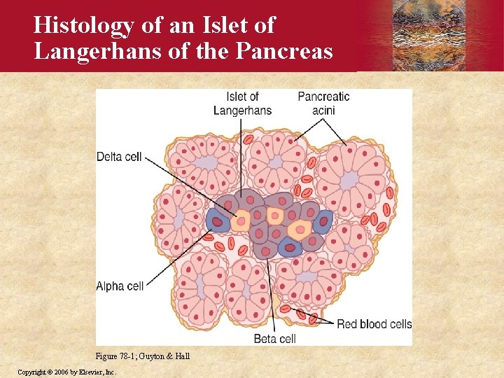 Histology of an Islet of Langerhans of the Pancreas Figure 78 -1; Guyton &