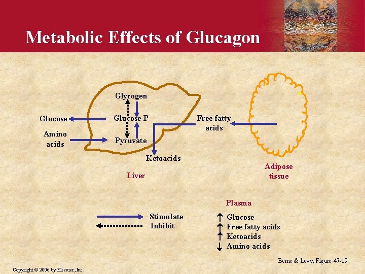 Metabolic Effects of Glucagon Glycogen Glucose-P Amino acids Pyruvate Free fatty acids Ketoacids Adipose