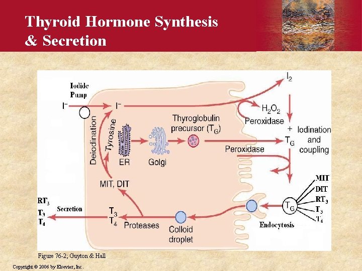 Thyroid Hormone Synthesis & Secretion Figure 76 -2; Guyton & Hall Copyright © 2006
