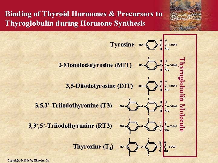 Binding of Thyroid Hormones & Precursors to Thyroglobulin during Hormone Synthesis Tyrosine HO H