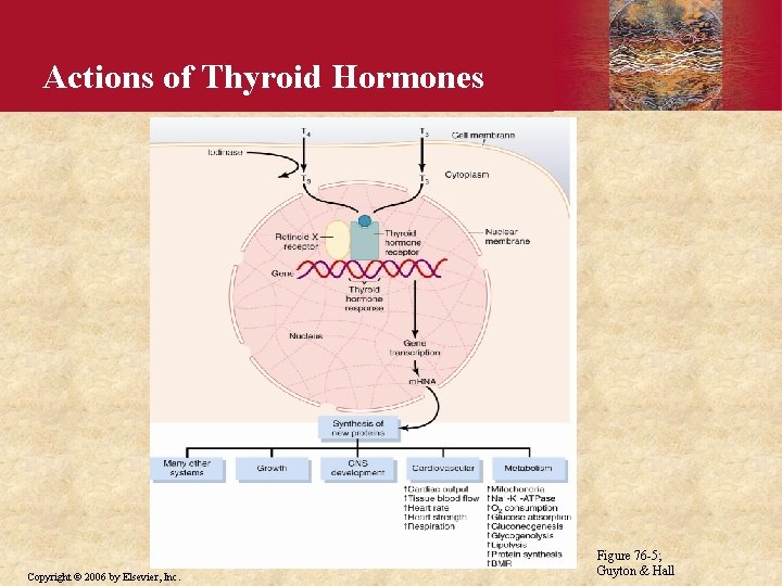 Actions of Thyroid Hormones Copyright © 2006 by Elsevier, Inc. Figure 76 -5; Guyton
