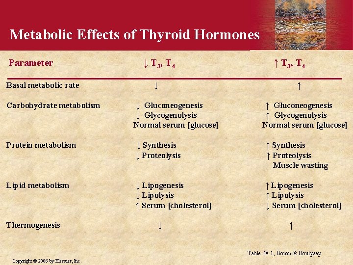 Metabolic Effects of Thyroid Hormones Parameter Basal metabolic rate ↓ T 3, T 4