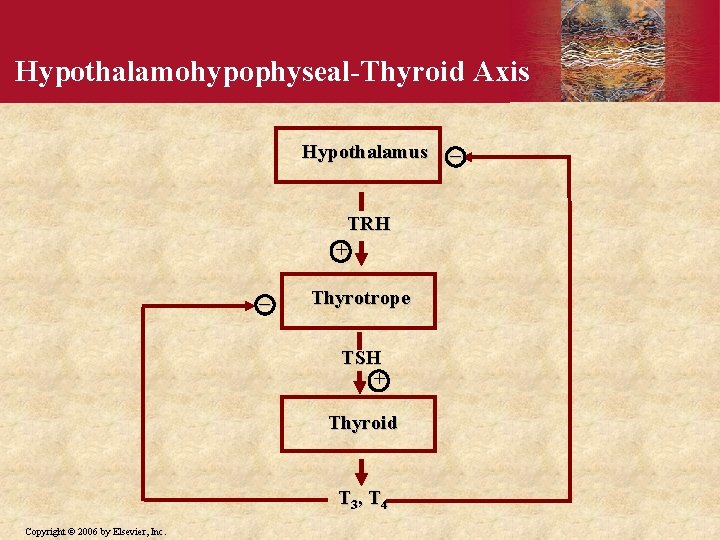 Hypothalamohypophyseal-Thyroid Axis Hypothalamus TRH + _ Thyrotrope TSH + Thyroid T 3, T 4