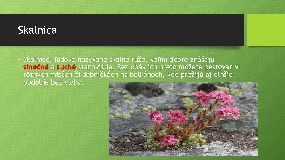 Skalnica • Skalnice, ľudovo nazývané skalné ruže, veľmi dobre znášajú slnečné a suché stanovištia.