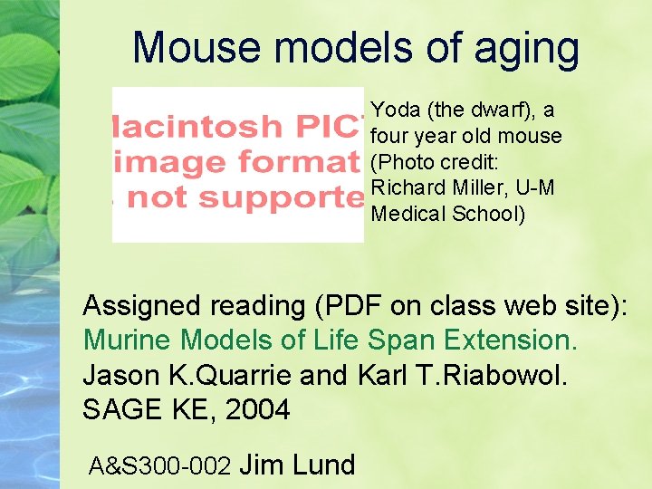 Mouse models of aging Yoda (the dwarf), a four year old mouse (Photo credit: