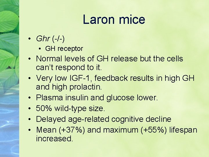 Laron mice • Ghr (-/-) • GH receptor • Normal levels of GH release