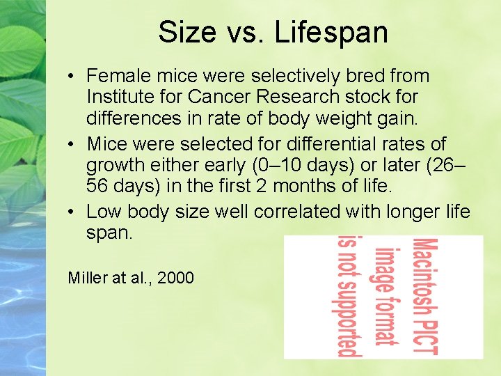 Size vs. Lifespan • Female mice were selectively bred from Institute for Cancer Research