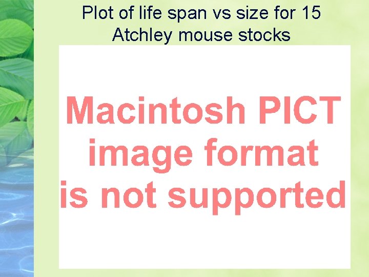 Plot of life span vs size for 15 Atchley mouse stocks 