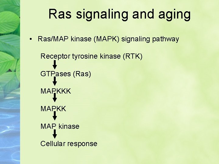 Ras signaling and aging • Ras/MAP kinase (MAPK) signaling pathway Receptor tyrosine kinase (RTK)