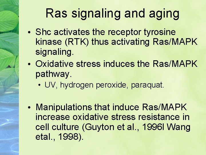Ras signaling and aging • Shc activates the receptor tyrosine kinase (RTK) thus activating