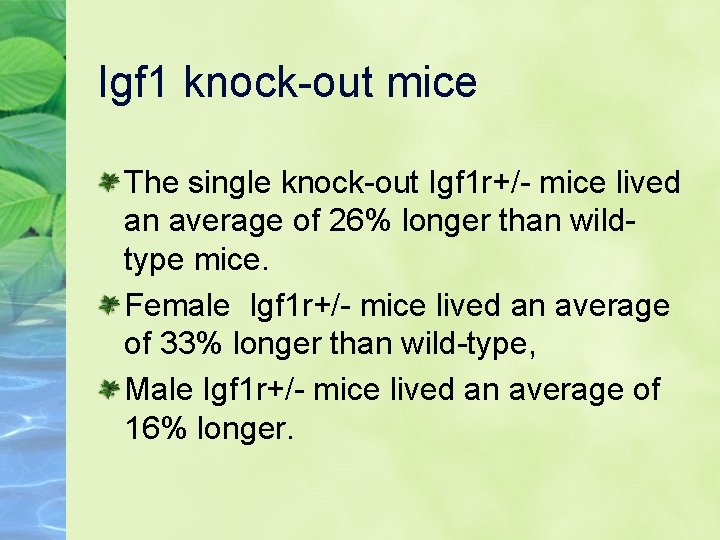 Igf 1 knock-out mice The single knock-out Igf 1 r+/- mice lived an average