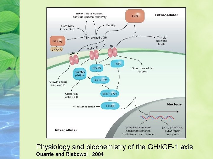 Physiology and biochemistry of the GH/IGF-1 axis Quarrie and Riabowol , 2004 