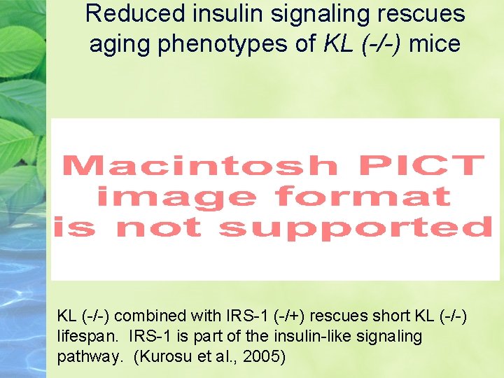 Reduced insulin signaling rescues aging phenotypes of KL (-/-) mice KL (-/-) combined with