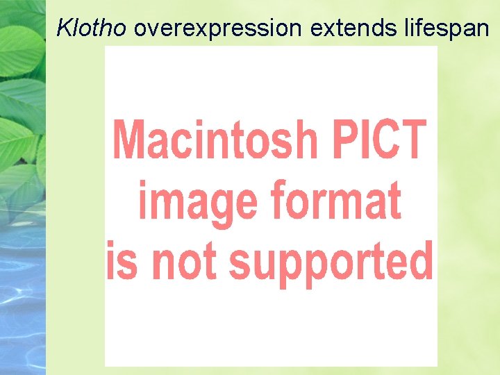 Klotho overexpression extends lifespan 