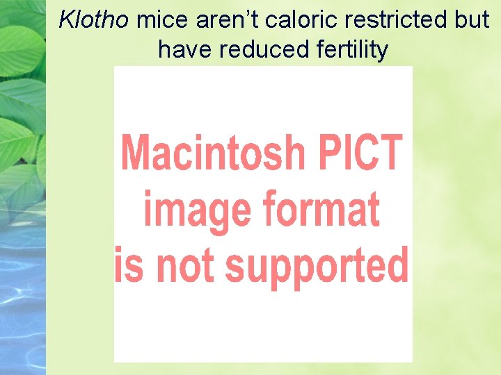 Klotho mice aren’t caloric restricted but have reduced fertility 