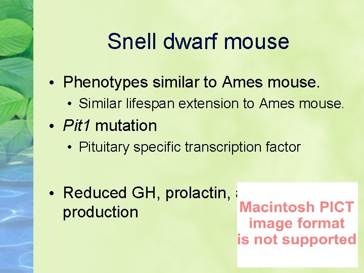 Snell dwarf mouse • Phenotypes similar to Ames mouse. • Similar lifespan extension to
