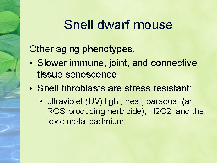 Snell dwarf mouse Other aging phenotypes. • Slower immune, joint, and connective tissue senescence.
