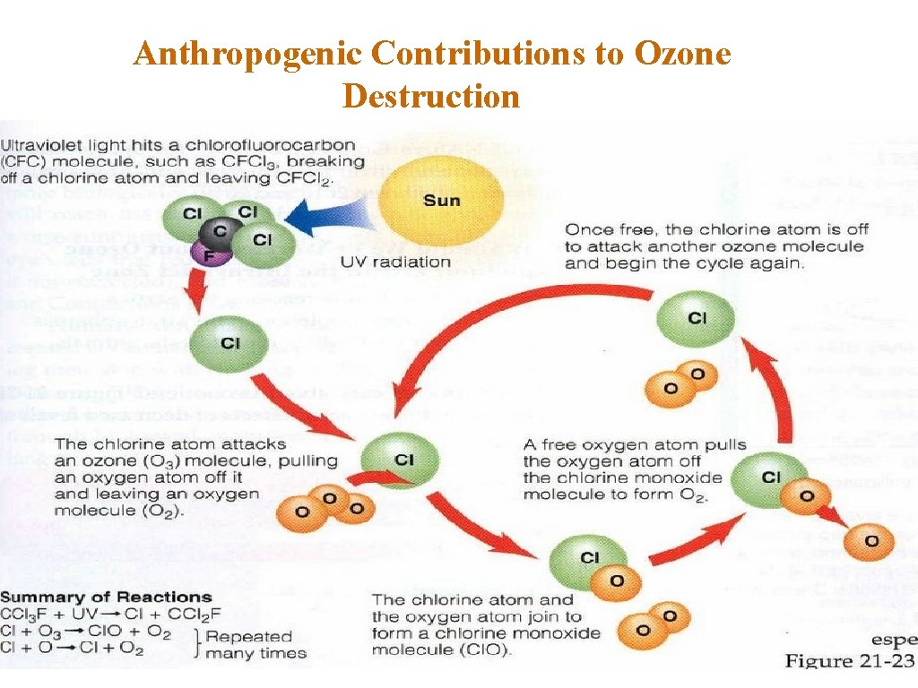 Anthropogenic Contributions to Ozone Destruction 