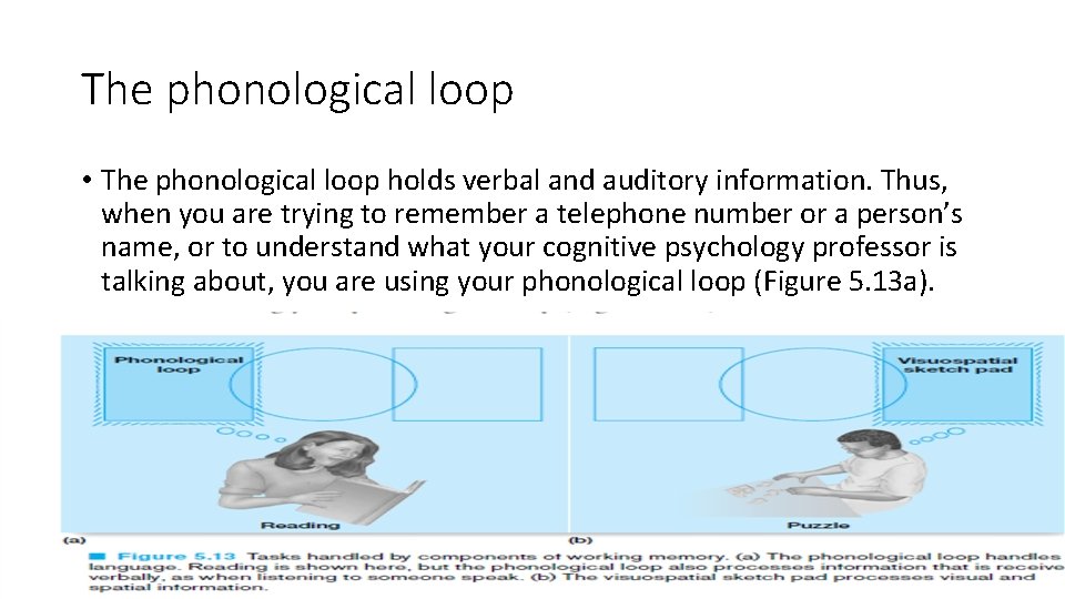 The phonological loop • The phonological loop holds verbal and auditory information. Thus, when