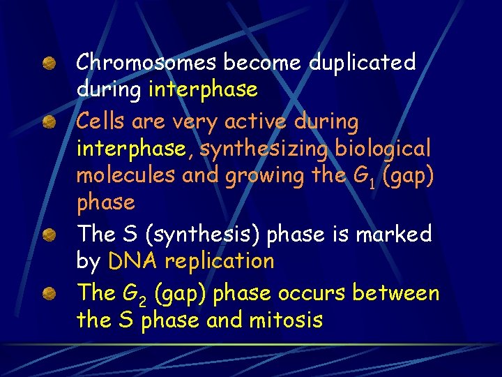 Chromosomes become duplicated during interphase Cells are very active during interphase, synthesizing biological molecules