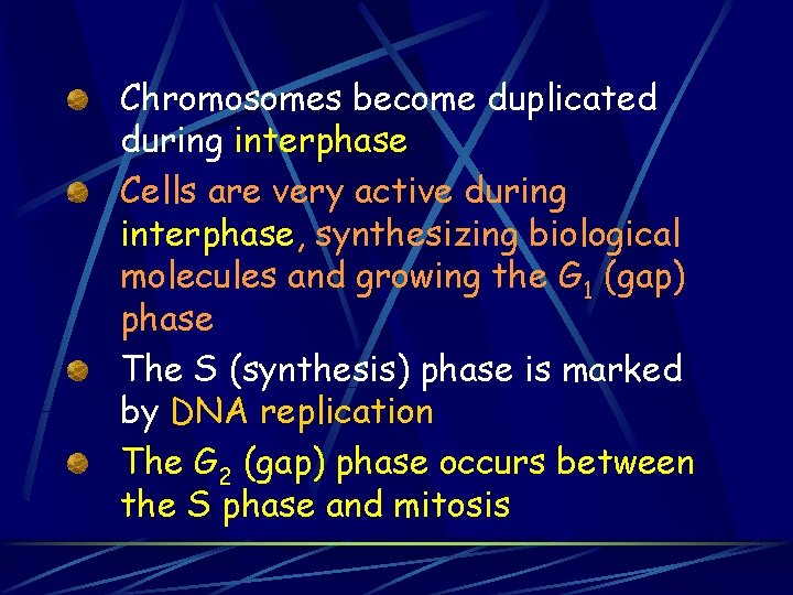 Chromosomes become duplicated during interphase Cells are very active during interphase, synthesizing biological molecules