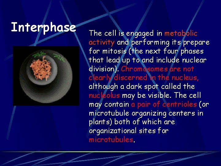 Interphase The cell is engaged in metabolic activity and performing its prepare for mitosis