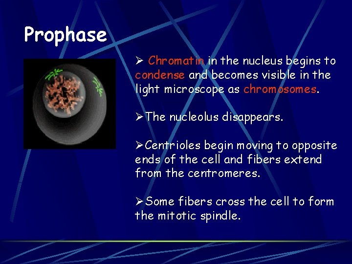 Prophase Ø Chromatin in the nucleus begins to condense and becomes visible in the