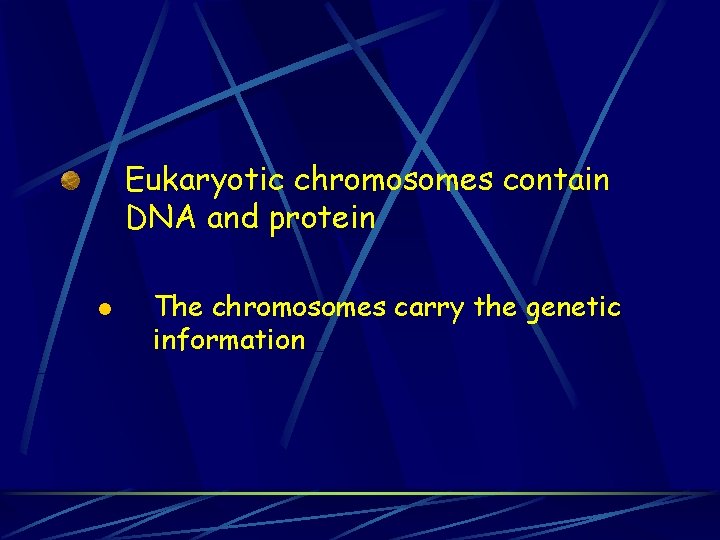 Eukaryotic chromosomes contain DNA and protein l The chromosomes carry the genetic information 