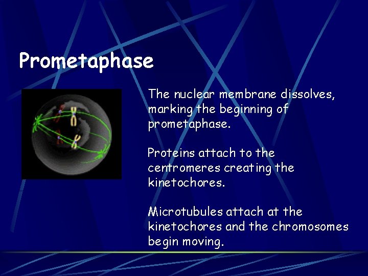 Prometaphase The nuclear membrane dissolves, marking the beginning of prometaphase. Proteins attach to the