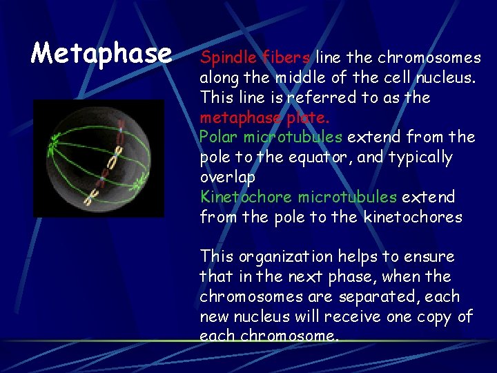 Metaphase Spindle fibers line the chromosomes along the middle of the cell nucleus. This