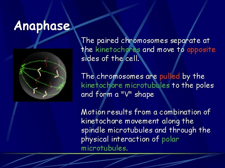Anaphase The paired chromosomes separate at the kinetochores and move to opposite sides of