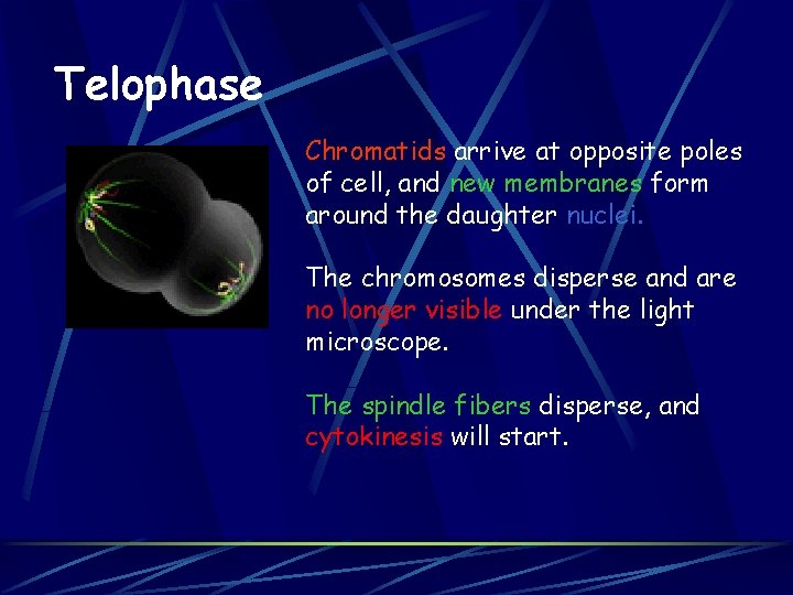 Telophase Chromatids arrive at opposite poles of cell, and new membranes form around the