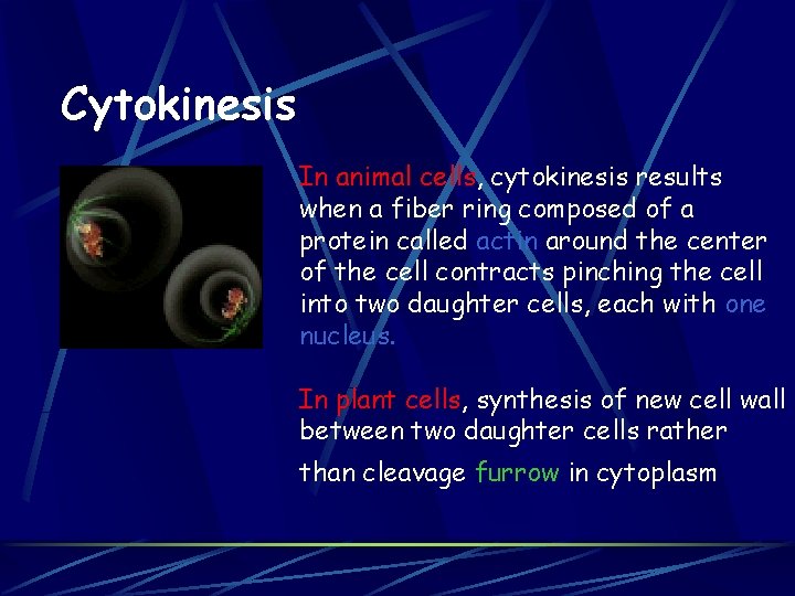 Cytokinesis In animal cells, cytokinesis results when a fiber ring composed of a protein