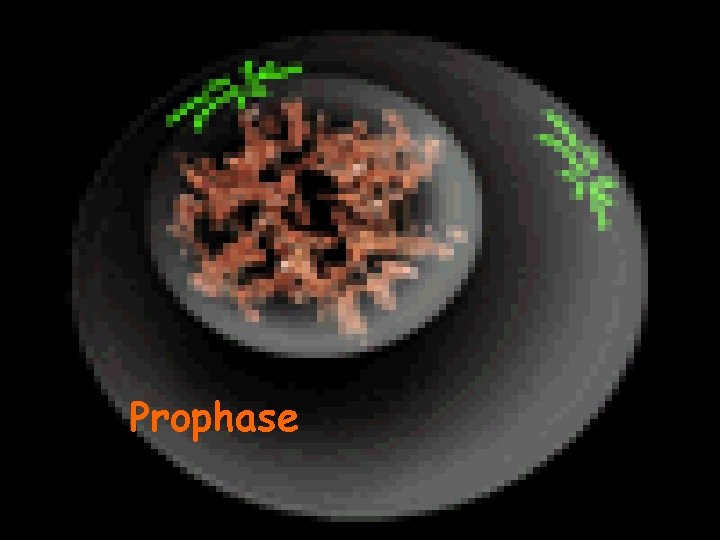 Prophase 